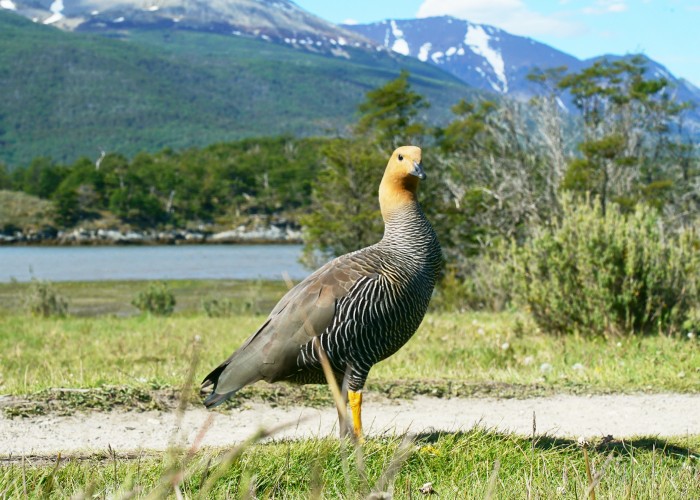 ushuaia i park narodowy ziemi ognistej a w nim taka niby kaczka